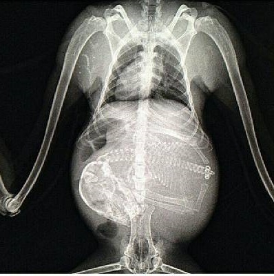 Рентген при беременности: возможные последствия