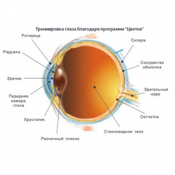 Компьютерная программа «цветок» для лечения амблиопии у детей