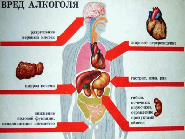 Исследовательская работа учащихся: » Действие спиртов на органические объекты и живые организмы»